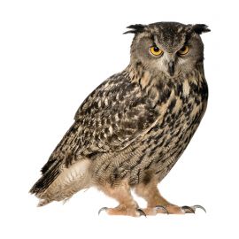 KEK AMSTERDAM Forest Friends Muursticker Owl