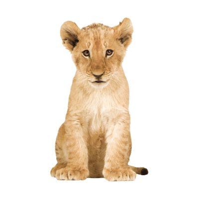 KEK AMSTERDAM Safari Friends Muursticker Lion Cub XL