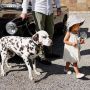 Elodie Details Dalmatian Dots Honden Knuffel
